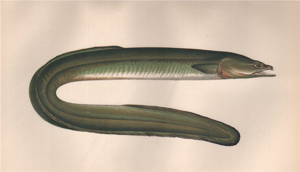 DUBLIN EEL. European Eel, Anguilla anguilla/Hibernica. COUCH. Fish 1862 print